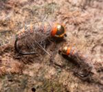 pixie fly